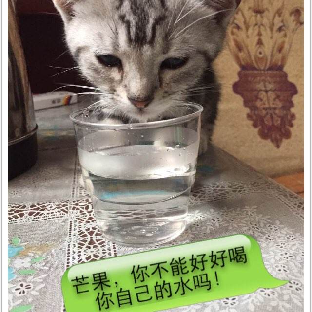 巴布森学院硕士毕业证